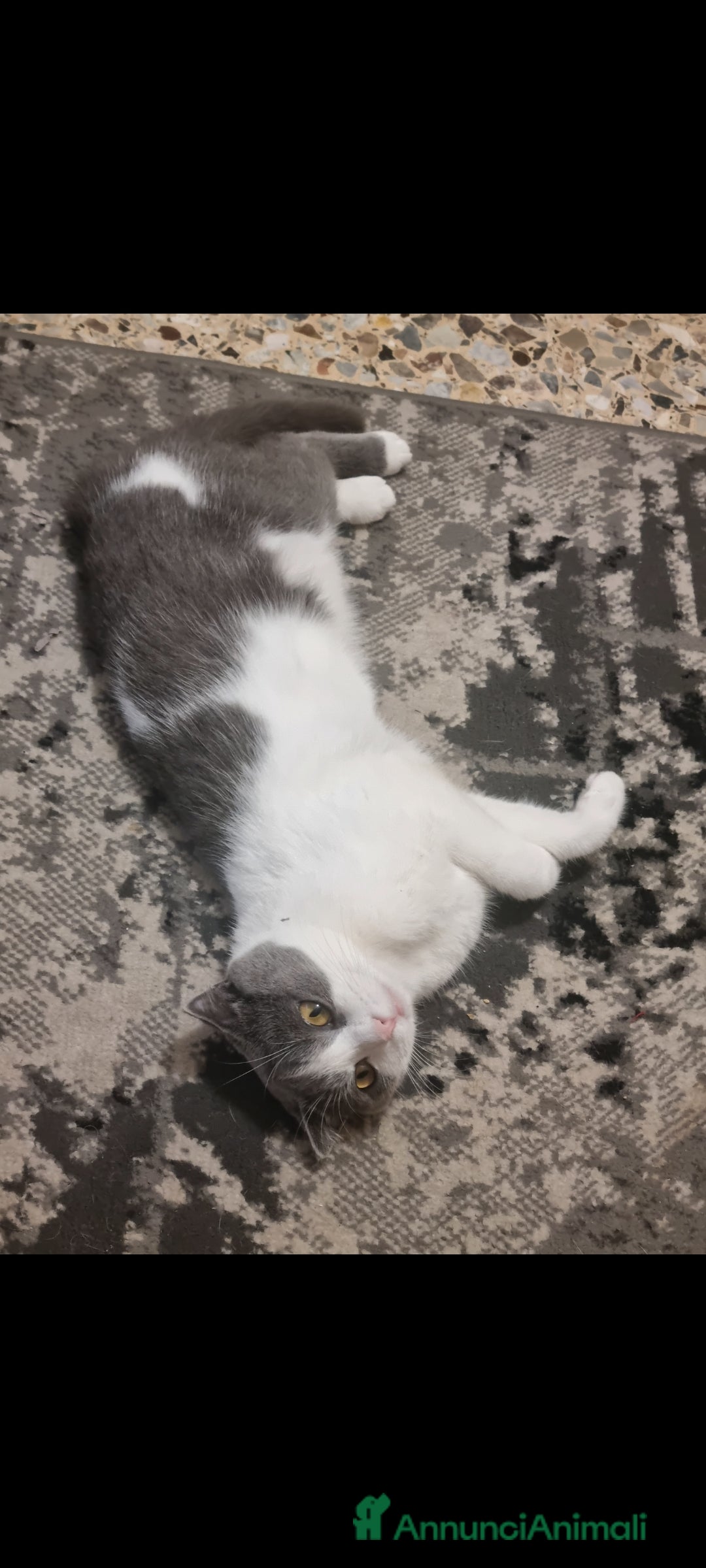 Scottish gatti per accoppiamento: Mia cerca fidanzato a Città metropolitana di Milano - Immagine 7