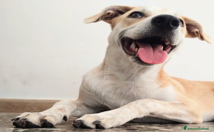 Meticcio cani a Provincia di Taranto - Annuncio 19