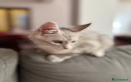 Maine Coon gatti in vendita: Dolcissimo cucciolo di Maine coon disponibile  a Città metropolitana di Roma Capitale - Immagine 8