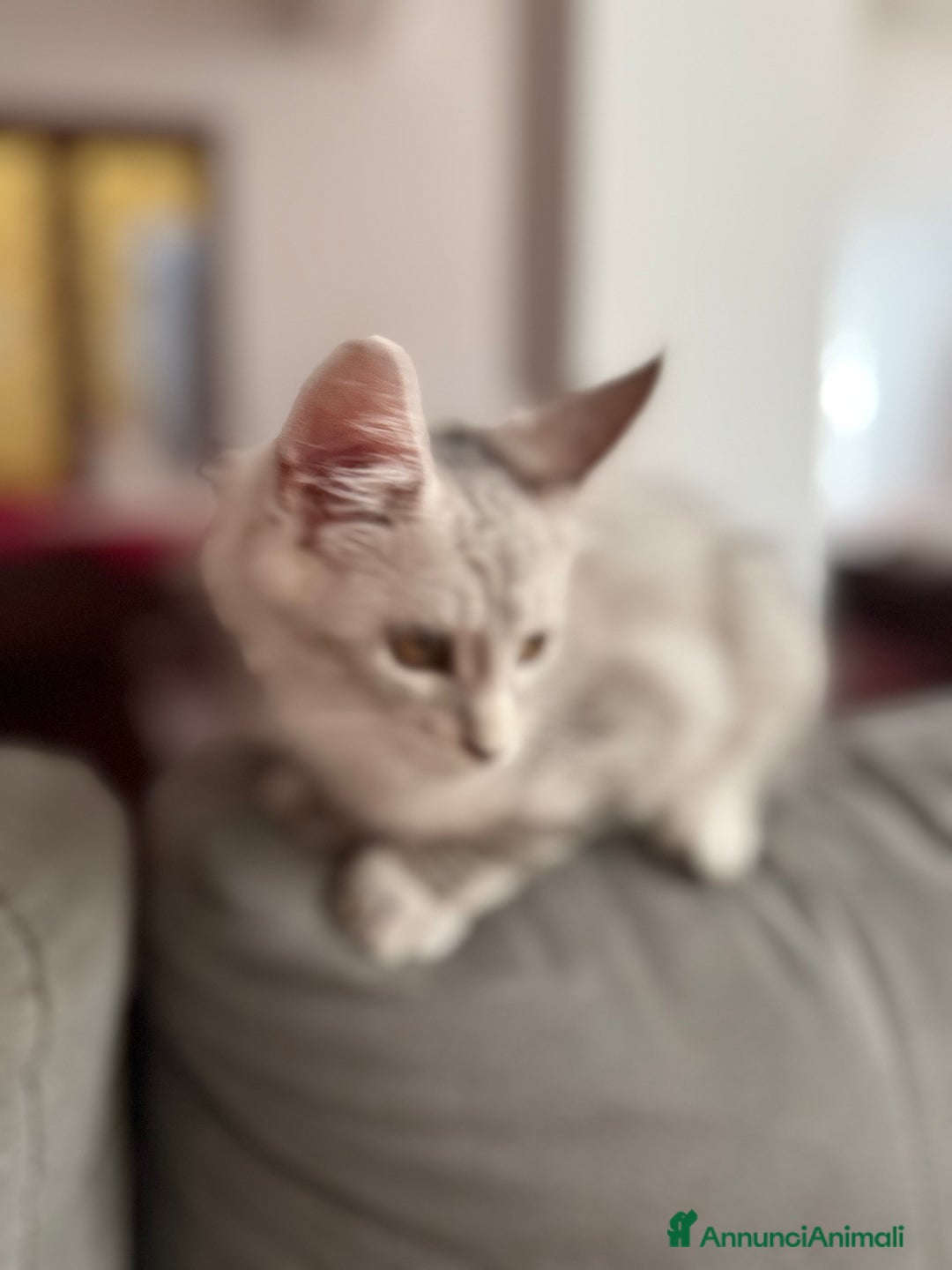 Maine Coon gatti in vendita: Dolcissimo cucciolo di Maine coon disponibile  a Città metropolitana di Roma Capitale - Immagine 8