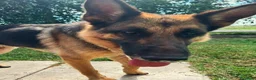 Pastore Tedesco cani in regalo: Sara Jane - Annuncio 9