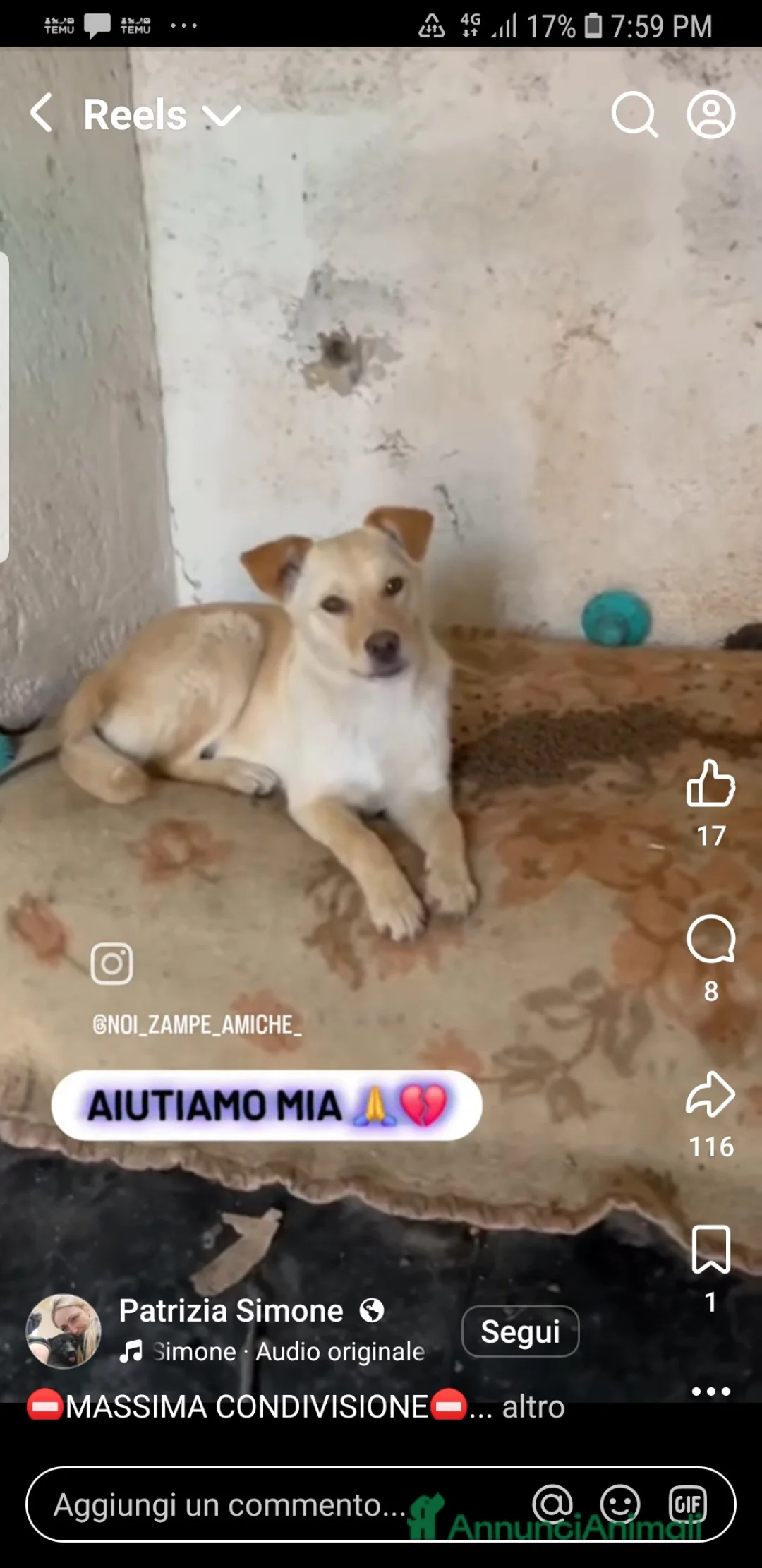 Meticcio cani in regalo: ADOZ.DEL💔:cucciol abbandon xstrada segue macchine - Annuncio 1