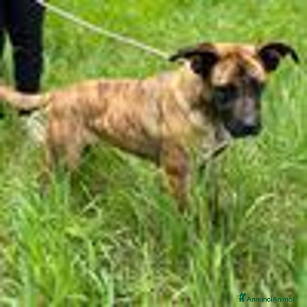 Boxer cani in regalo: RUNA, MERAVIGLIOSA MIX BOXER - Annuncio 6