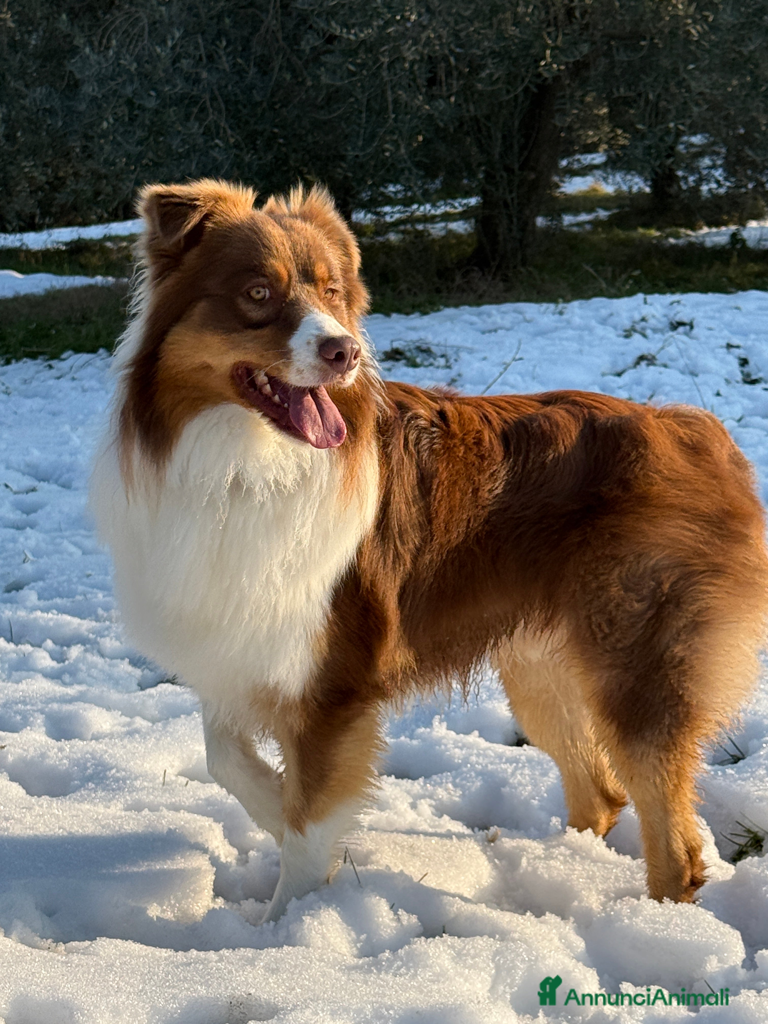 Australian Shepherd cani Australiano Red Tricolor  a Provincia di Ravenna - Annuncio 1