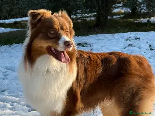 Australian Shepherd cani Australiano Red Tricolor a Provincia di Ravenna - Annuncio 1