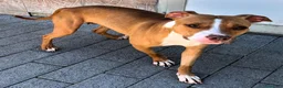 Meticcio cani in regalo: ANDROMACA MAMMINA PIT - Annuncio 4