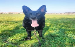 Pastore Tedesco cani in regalo: DIAGO CERCA CASA a Provincia di Lecco - Immagine 1