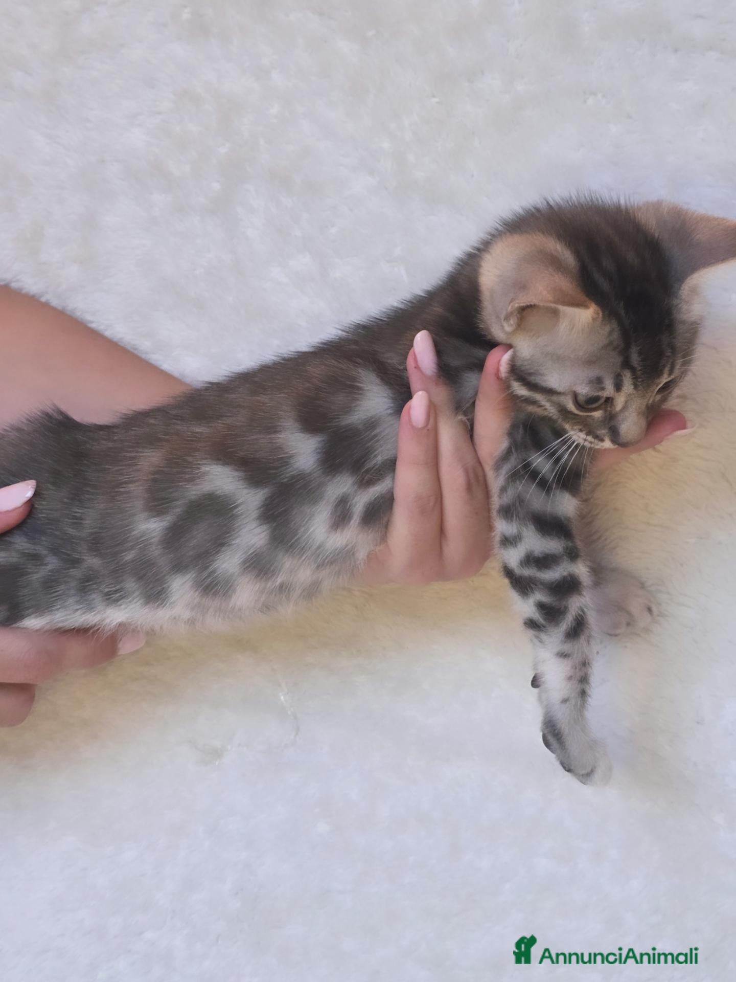 Bengala gatti Cuccioli gatto bengala  - Annuncio 29