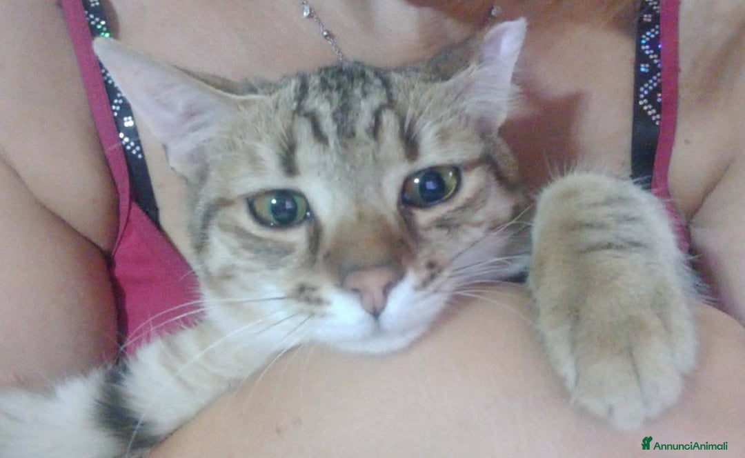 Europeo gatti in regalo: STITCH, tenero cucciolo in adozione ! - Annuncio 6