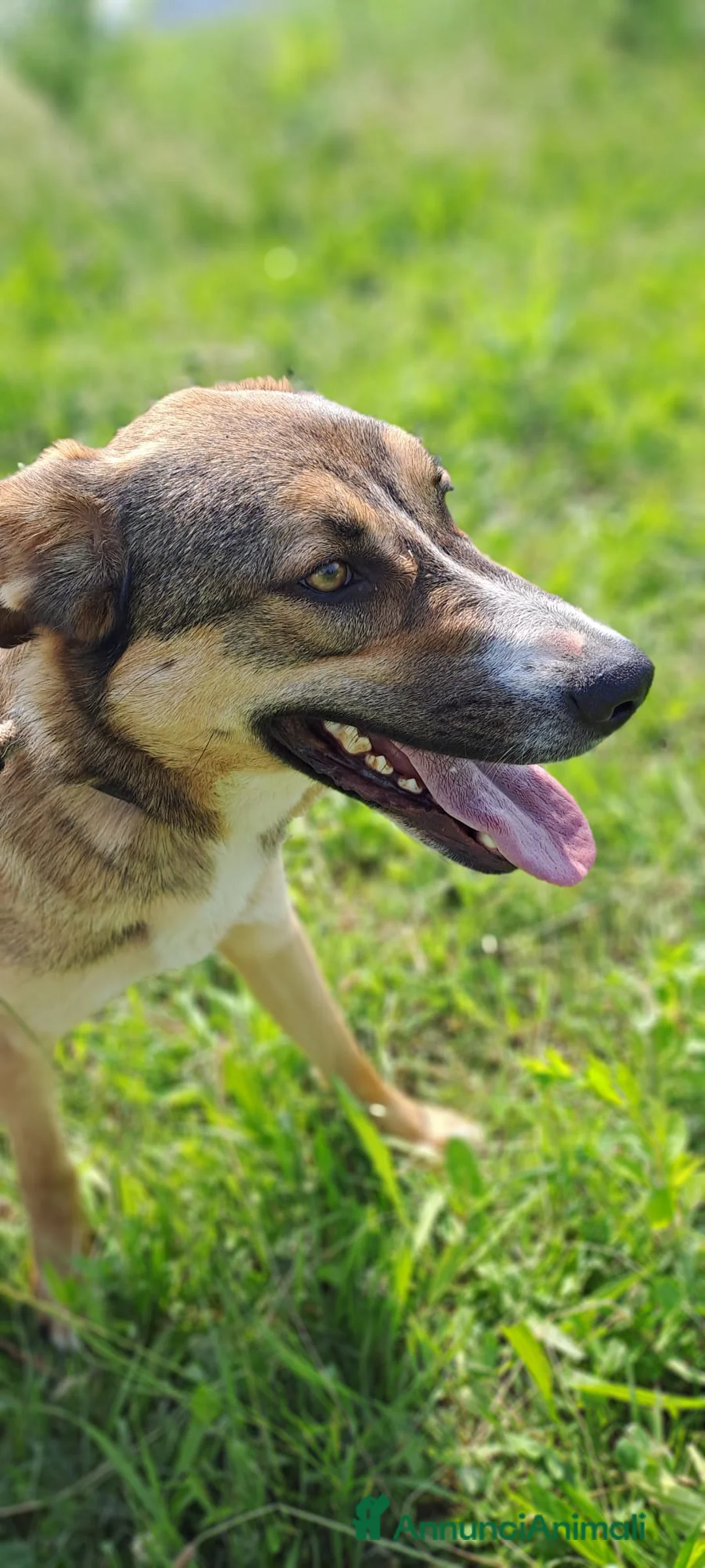 Meticcio cani in regalo: MAYA  - Annuncio 3