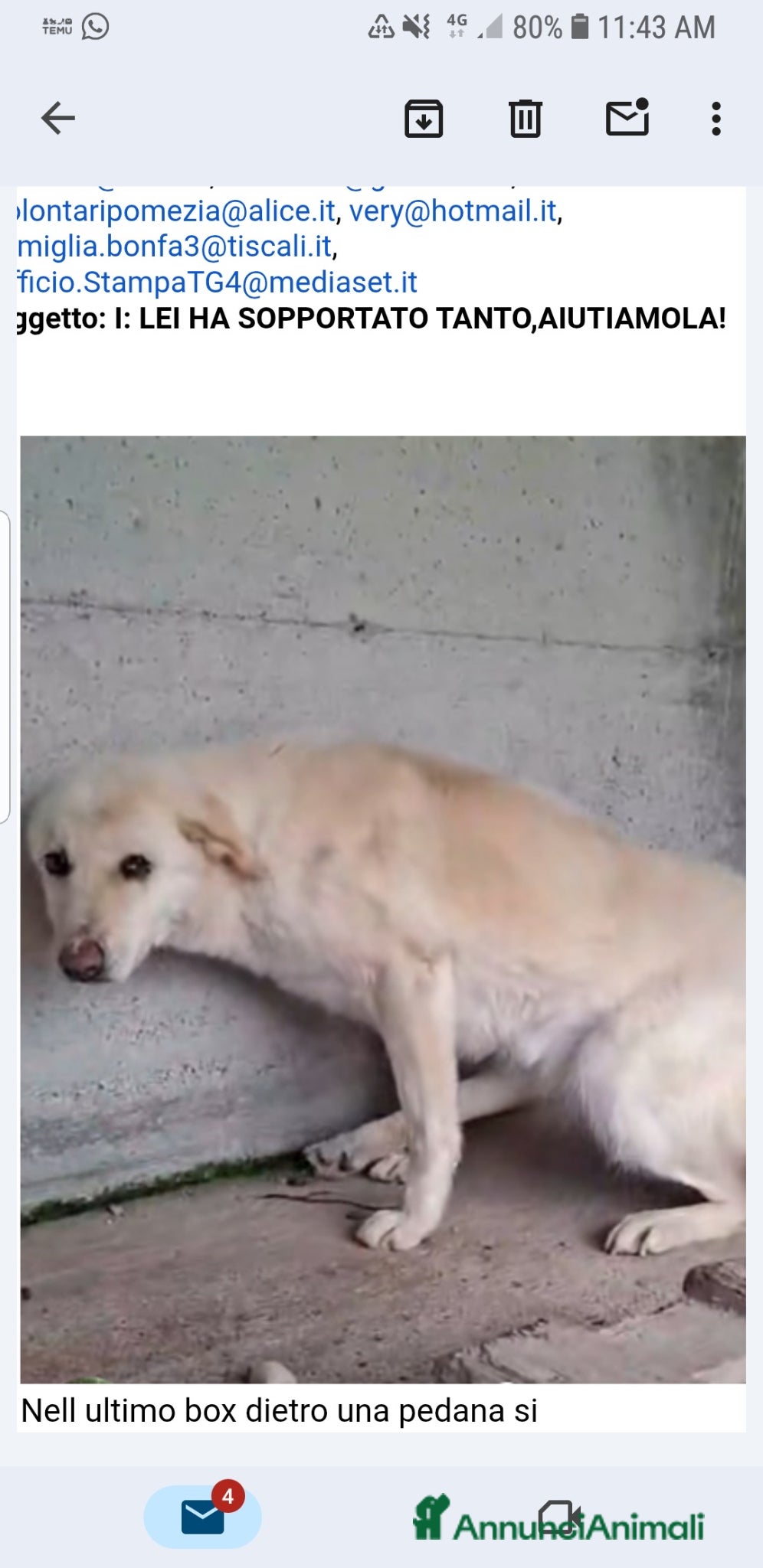 Meticcio cani ADOZ.DEL💔:senza nome,senza età,tremante solainbox - Annuncio 14