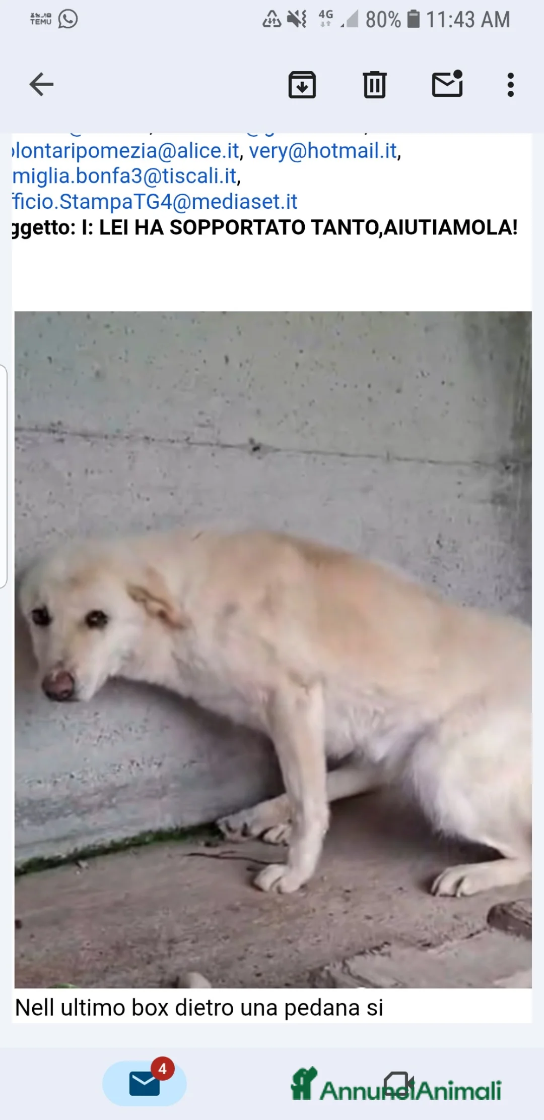 Meticcio cani in regalo: ADOZ.DEL💔:senza nome,senza età,tremante solainbox - Annuncio 1