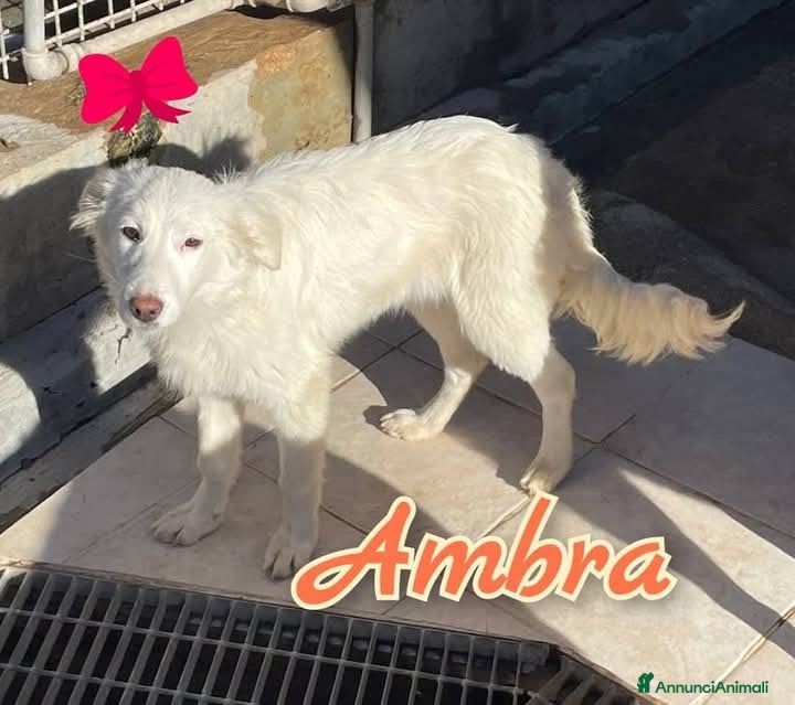 Meticcio cani AMBRA è una meraviglia di cucciola. - Annuncio 14