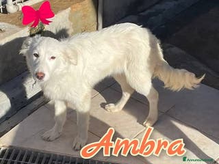 Meticcio cani AMBRA è una meraviglia di cucciola. - Annuncio 15