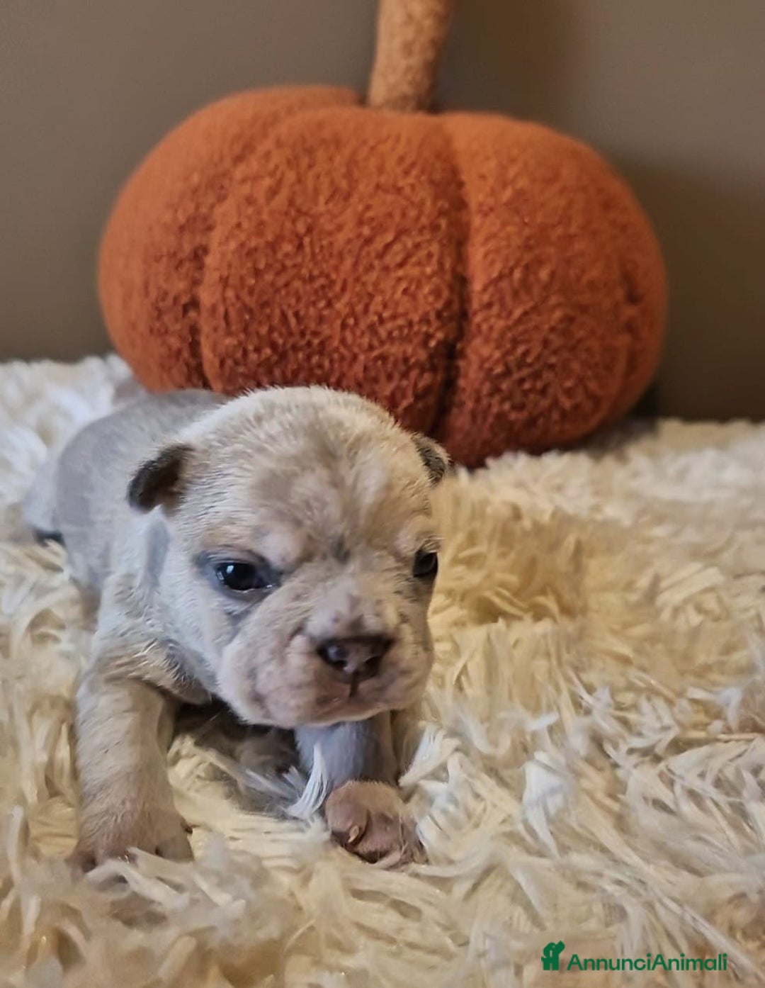 Bulldog Francese cani in vendita: Splendida Cucciolata Bulldog Francesi - Annuncio 3