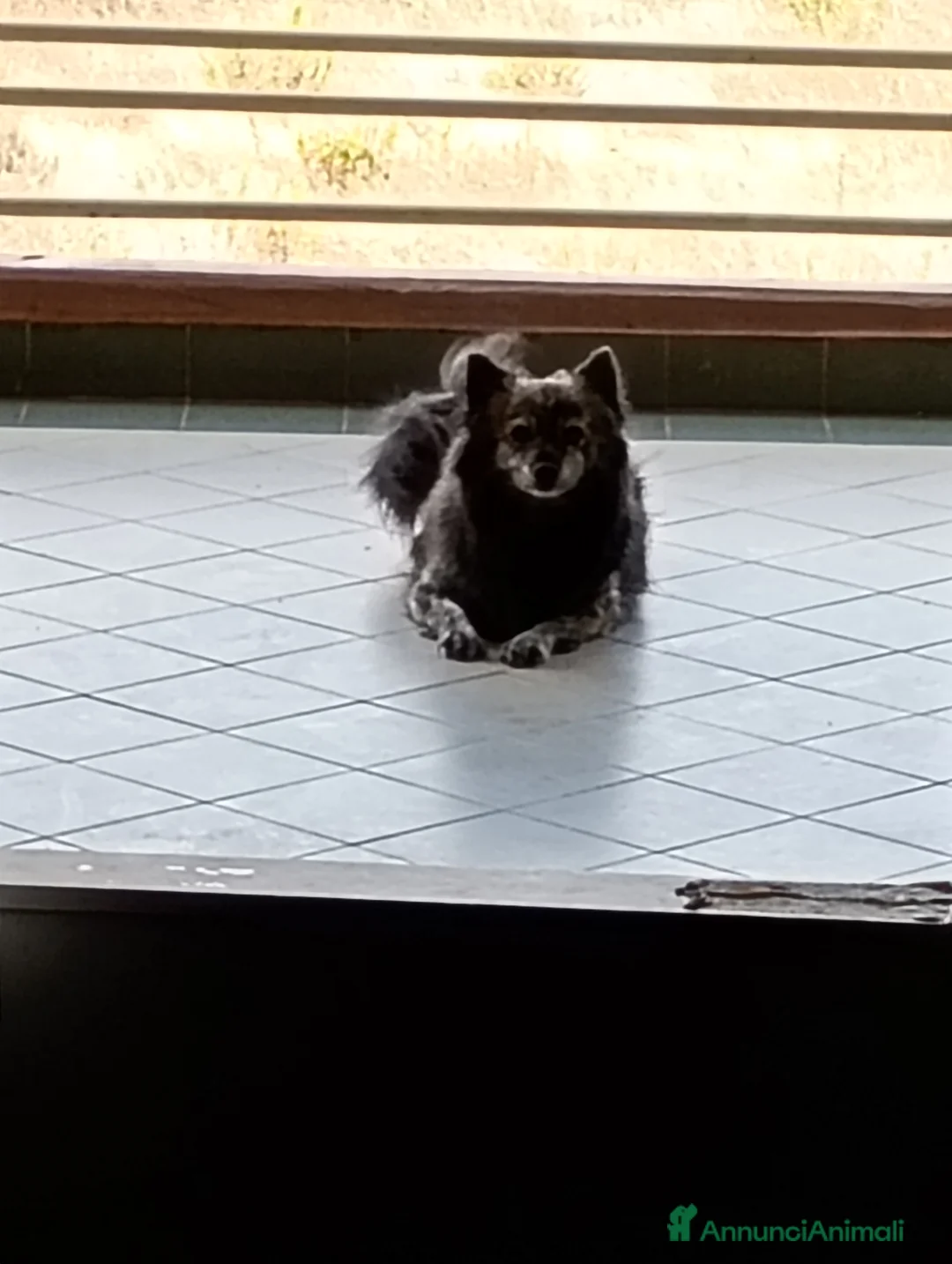 Volpino Italiano cani in regalo: Regalo Scirby , bellissimo volpino  - Annuncio 7