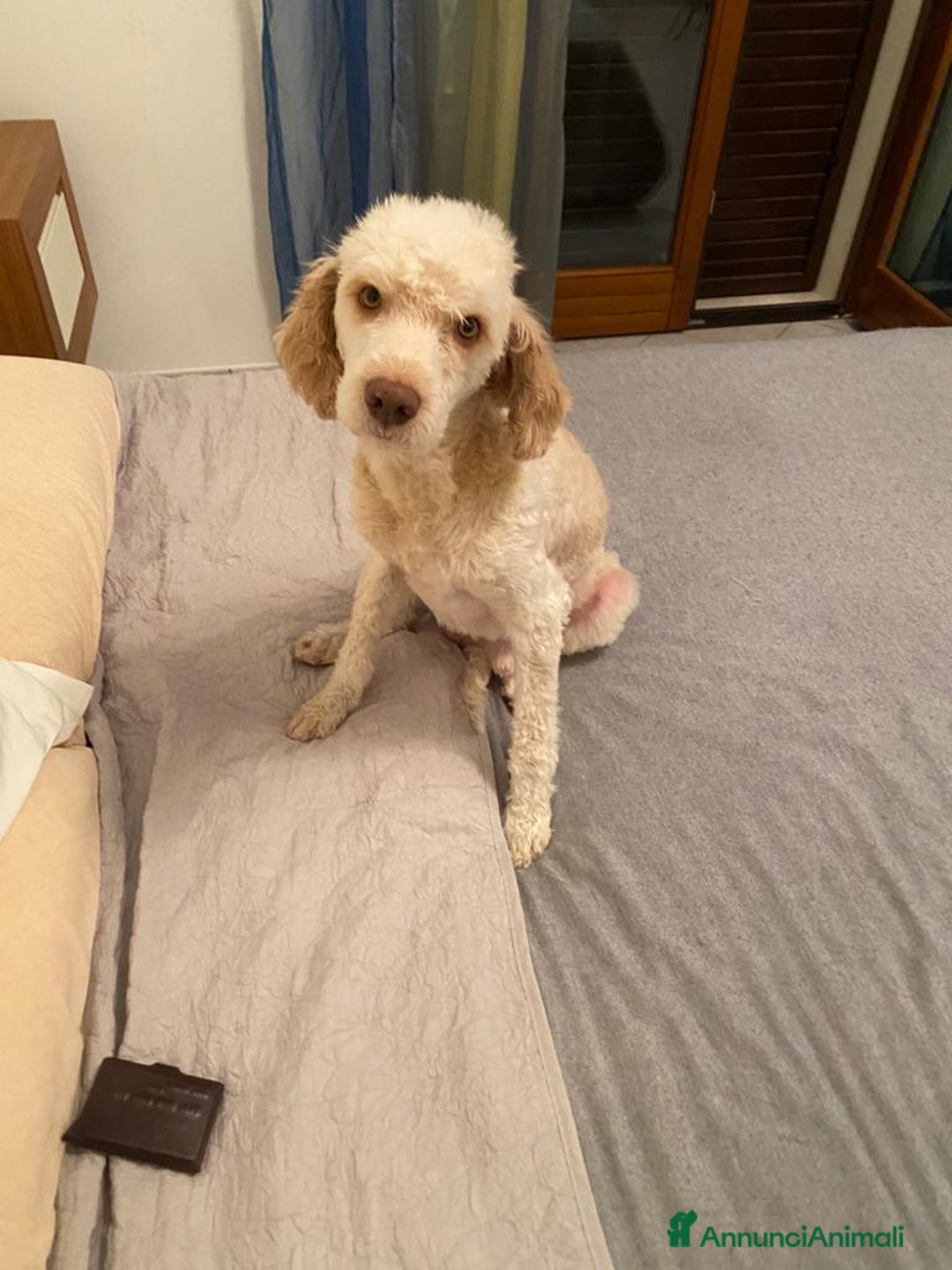 Lagotto cani per accoppiamento: Led Lagotto romagnolo cerca compagna a Provincia di Ascoli Piceno - Immagine 8