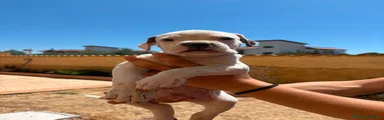 Bulldog 1