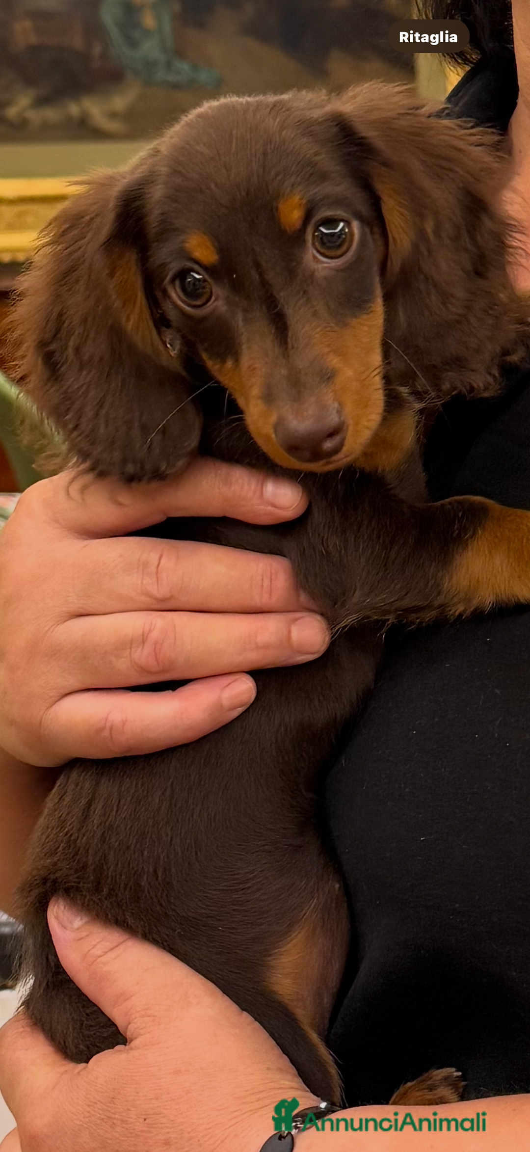 Bassotto cani in vendita: Bassotto  a Città metropolitana di Milano - Immagine 2