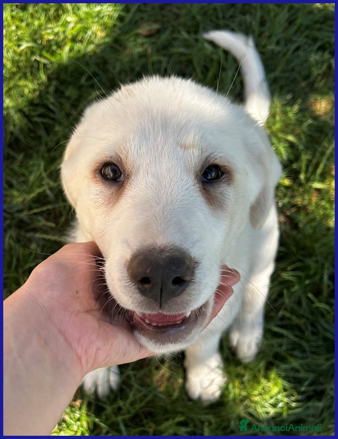 Pastore Maremmano cani in regalo: BBQ, CUCCIOLA 2 MESI MIX MAREMMANA, DOLCE NUVOLETT - Annuncio 12