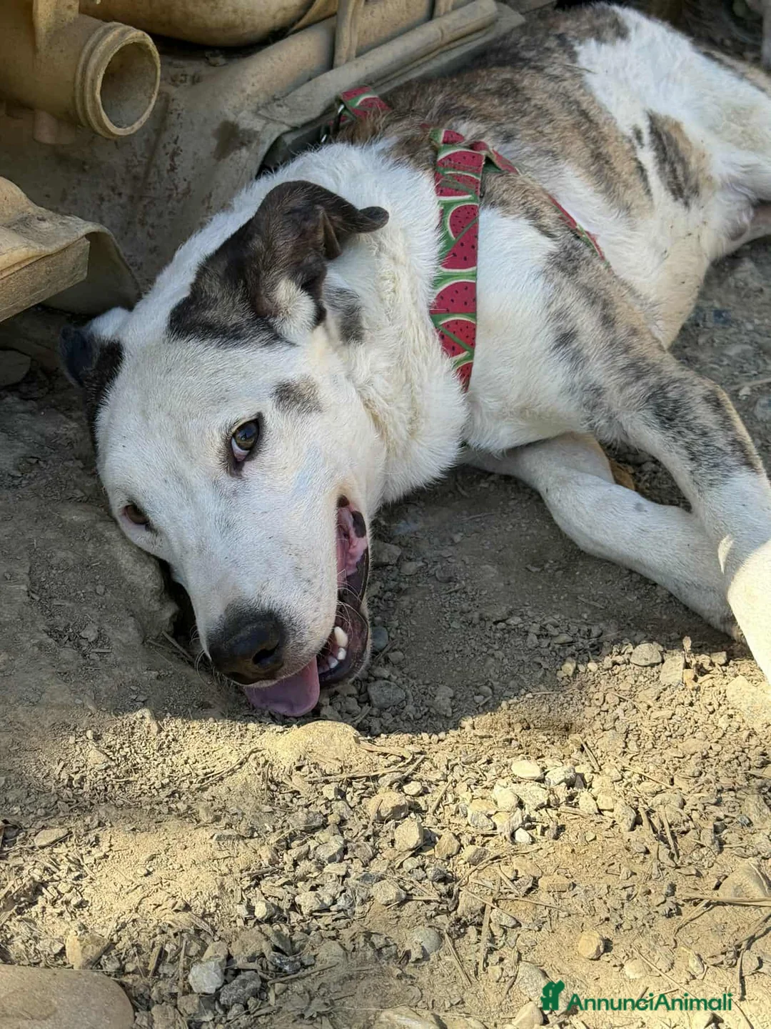 Pitbull cani in regalo: ALFA, mix PITBULL super coccolone!! - Annuncio 4