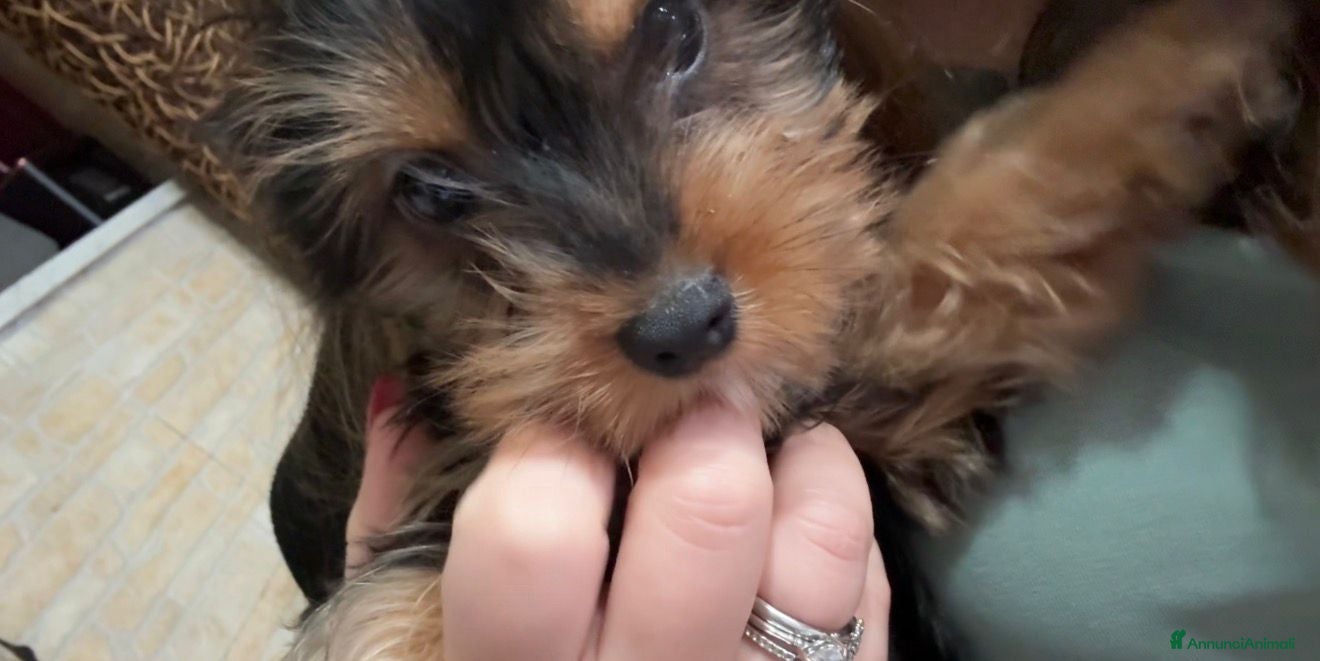 Altre razze gatti YORKSHIRE - Annuncio 1