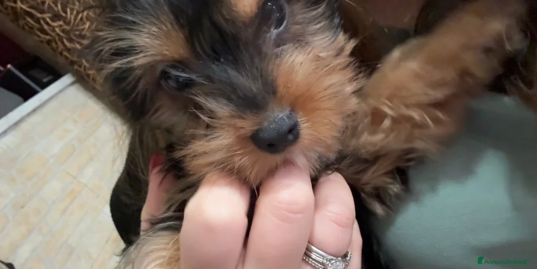 Altre razze gatti in vendita: YORKSHIRE a Città Metropolitana di Napoli - Annuncio 1