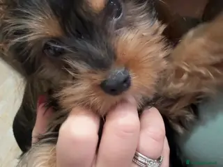 Altre razze gatti YORKSHIRE - Annuncio 1