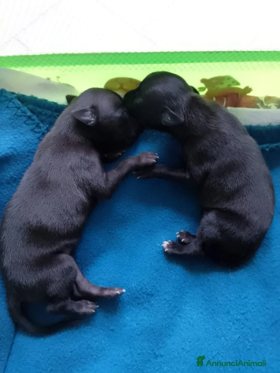 Levriero cani in vendita: Cuccioli di Piccolo Levriero Italiano - Annuncio 4