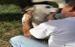 Labrador cani in regalo: AIGOR, simil labradorino a Provincia di Latina - Immagine 6