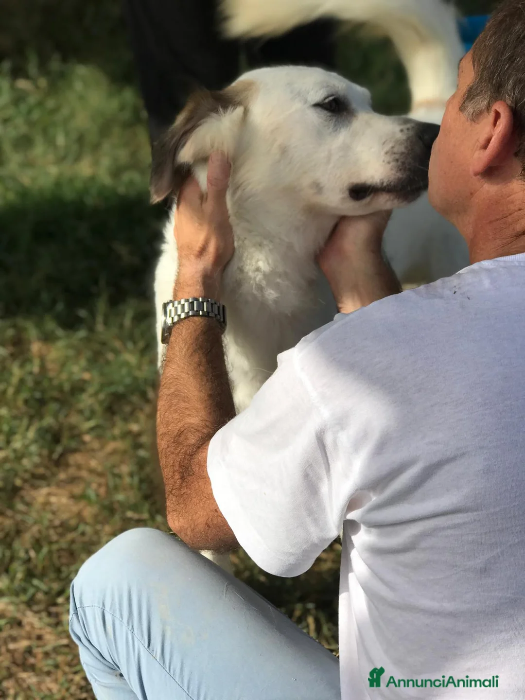 Labrador cani in regalo: AIGOR, simil labradorino a Provincia di Latina - Annuncio 6