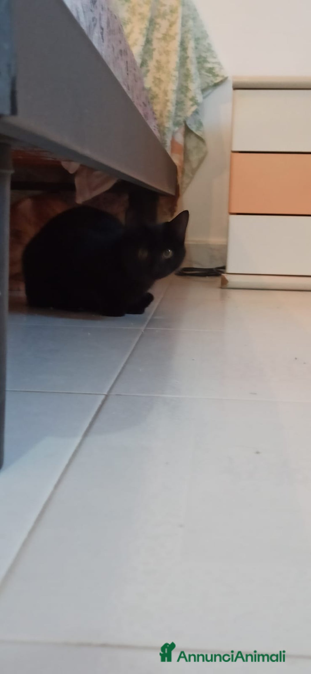 Altre razze gatti in regalo: GATTINI DOLCISSIMI - Annuncio 1