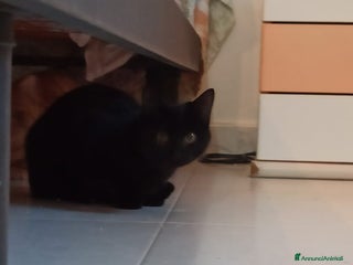 Altre razze gatti GATTINI DOLCISSIMI - Annuncio 1