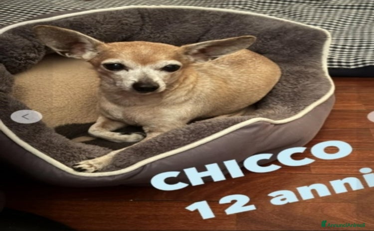 Pinscher Miniatura cani a Città metropolitana di Milano - Annuncio 2