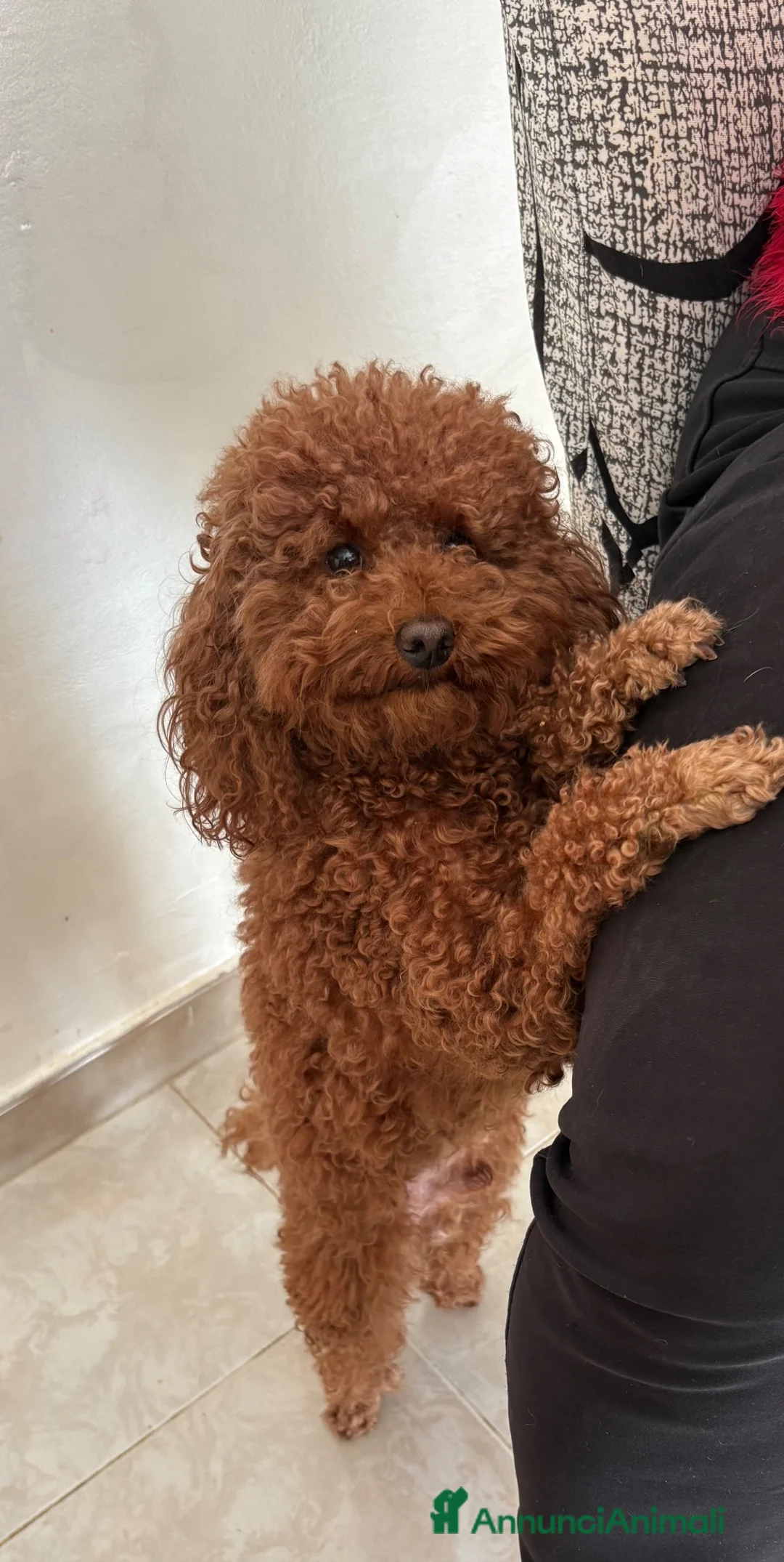 Barboncino Toy cani in vendita: Maschietto barboncino Toy red - Annuncio 6