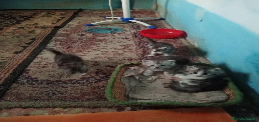 Immagine della galleria {{count}}