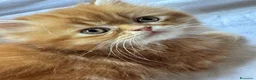 Persiano gatti in vendita: Persiano rosso vivace e coccolone - Annuncio 4