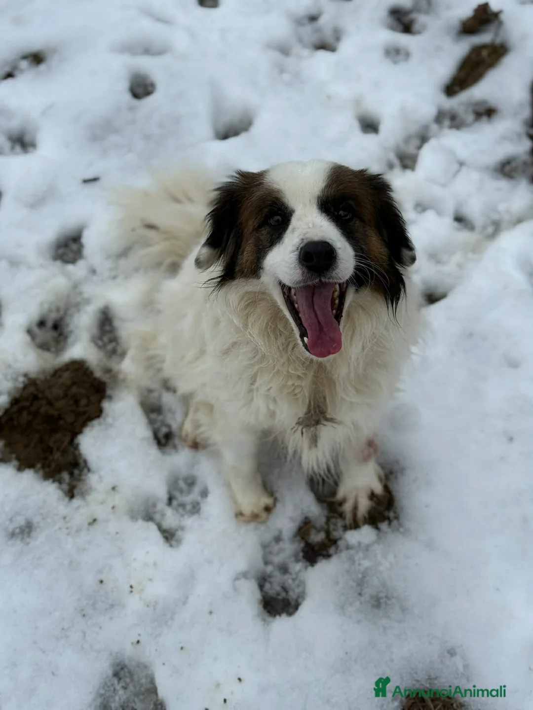 Meticcio cani in regalo: FLOCKY, in canile si dispera! Cerca famiglia - Annuncio 8