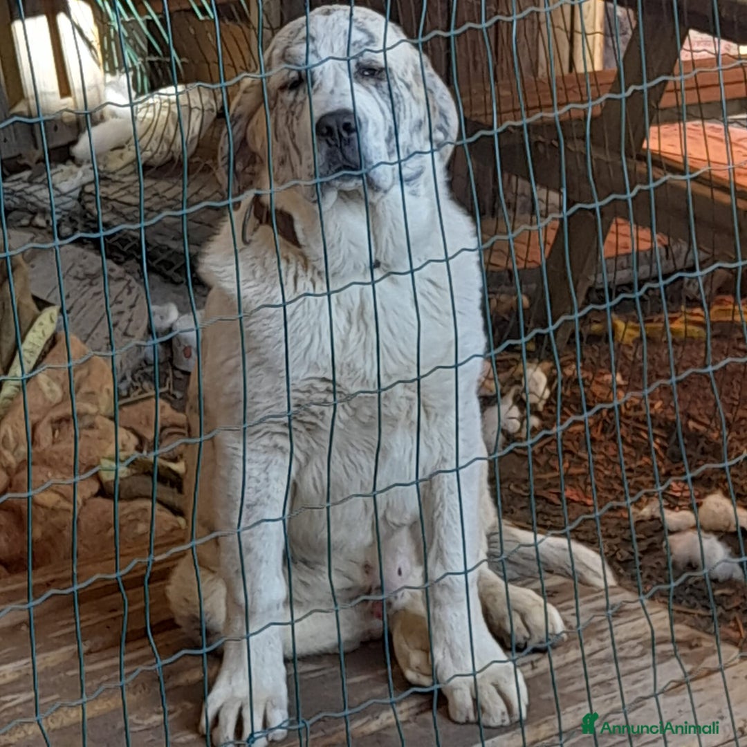 Pastore Asia Centrale cani in vendita: Pastore Asia Centrale  - Annuncio 7