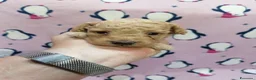 Barboncino cani in vendita: Barboncini nani cuccioli - Annuncio 18