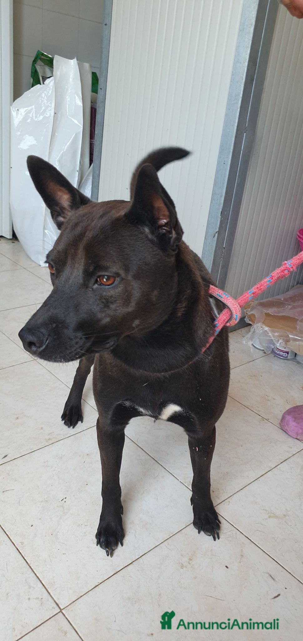 Pinscher Tedesco cani Blake, pinscher Tedesco Mix in Canile a Catania - Annuncio 37