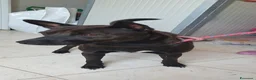 Pinscher Tedesco cani in regalo: Blake, pinscher Tedesco Mix in Canile a Catania - Annuncio 1