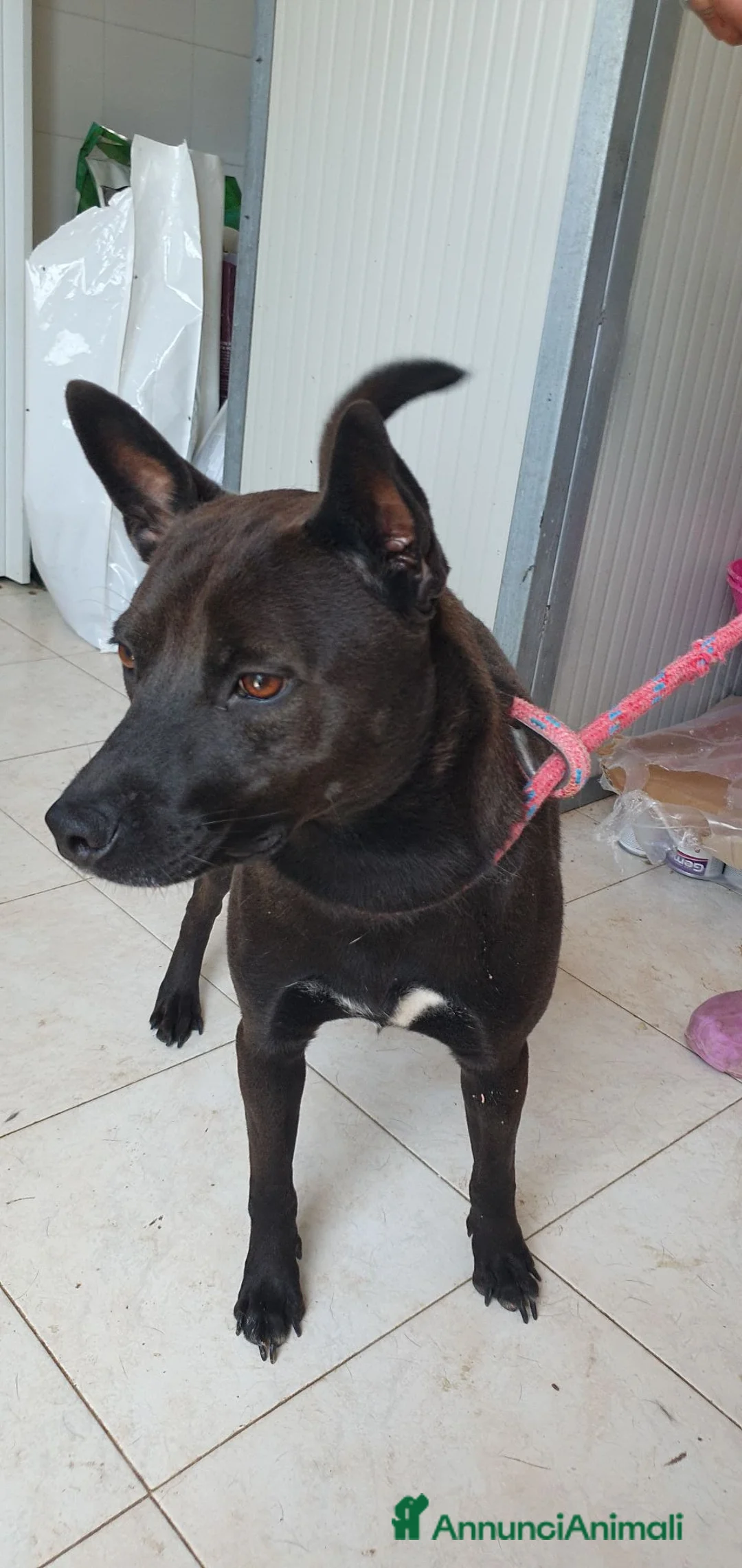 Pinscher Tedesco cani in regalo: Blake, pinscher Tedesco Mix in Canile a Catania - Annuncio 1