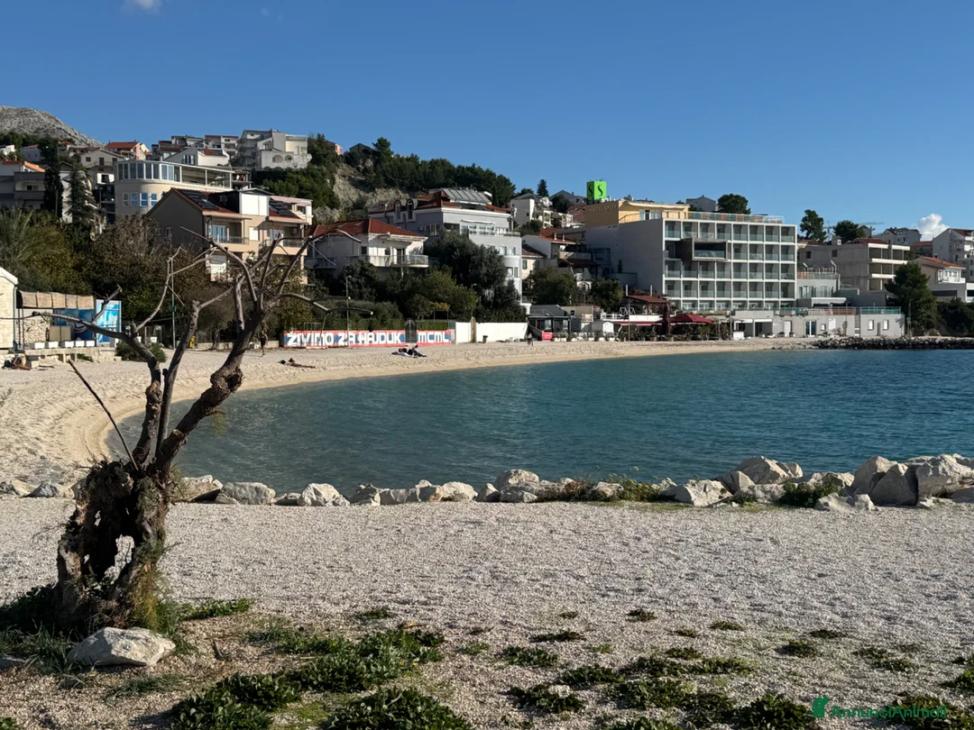 Husky cani in regalo: 18 mesi gratis Altamura BA a Città Metropolitana di Bari - Annuncio 2