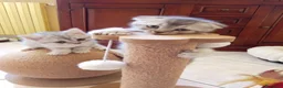 Scottish gatti in vendita: Disponibili Cuccioli Scottish - Annuncio 18