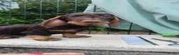 Bassotto cani in vendita: Bassotti a pelo duro - Annuncio 3