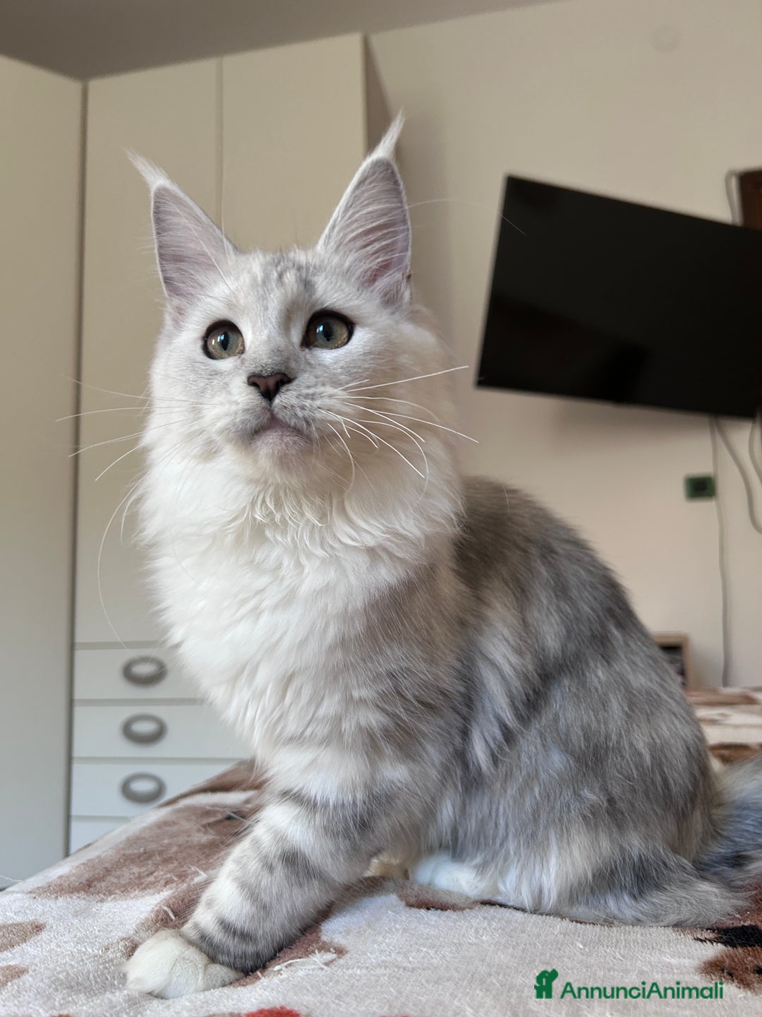 Maine Coon gatti in vendita: Femmina Maine Coon shaded - Annuncio 13