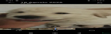 Golden Retriever 2
