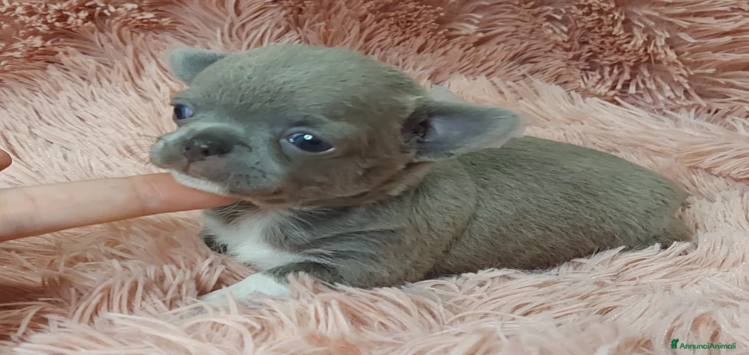 Immagine della galleria {{count}}