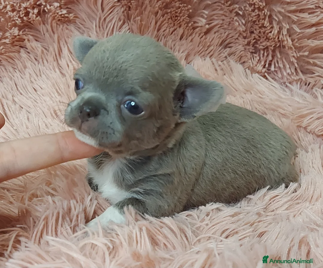 Immagine della galleria {{count}}